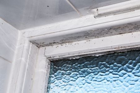 Mold in St. Louis County Homes Grows in Places Nobody Thinks to Check