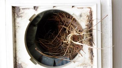 birds-nest-First83.jpg