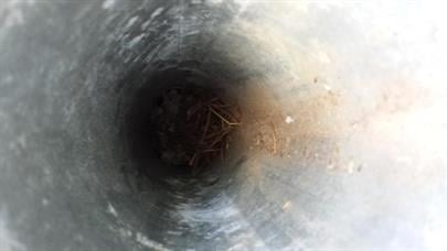 birds-nest-Second83.jpg