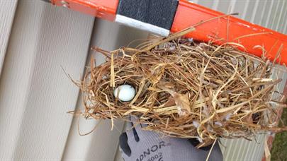 birds-nest-Third83.jpg
