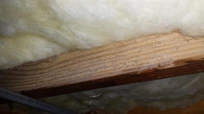 crawlspace-mold-remediation-Third107.jpg