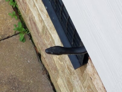 crawlspace-snake-First48.jpg