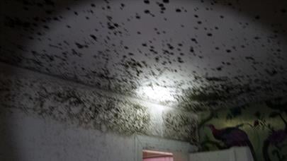 mold-First104.jpg