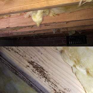 mold-inspector-First49.jpg