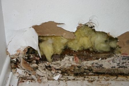 mold in a wall in the corner of a room