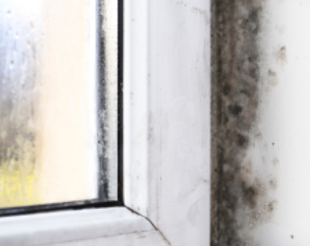 mold-prevention-strategies-ACLS - Small.png