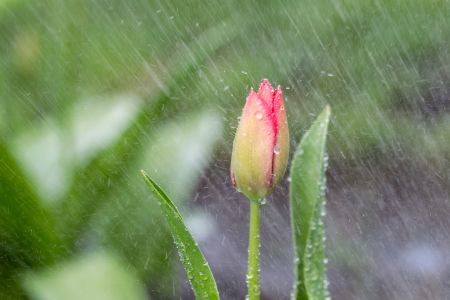 pink tulip with rain pouring down